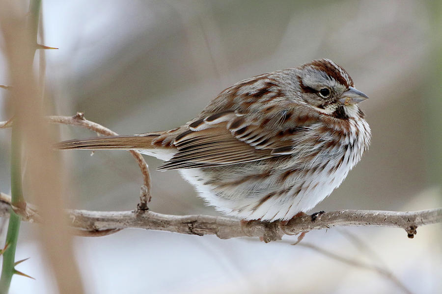 Song Sparrow Smithtown New York Photograph by Bob Savage