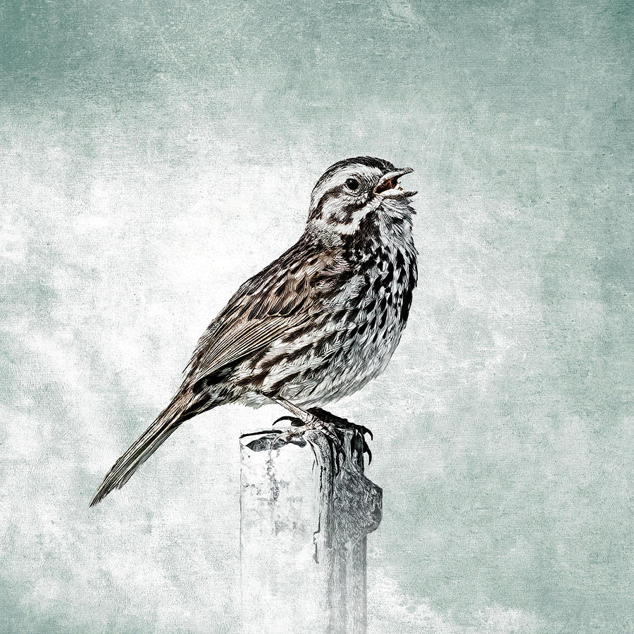 Song Sparrow Speaking Out Photograph by Mike Gifford