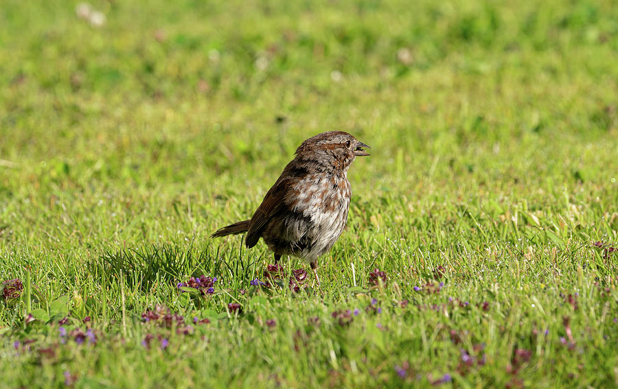 Song Sparrow Photograph by Stephanie Doring