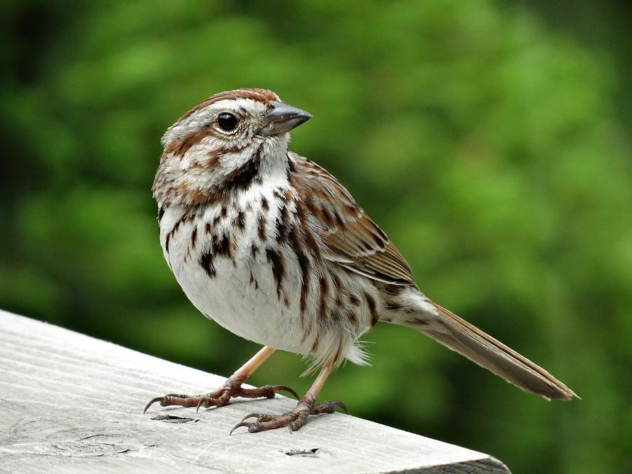 Song Sparrow Photograph by Susan Sam