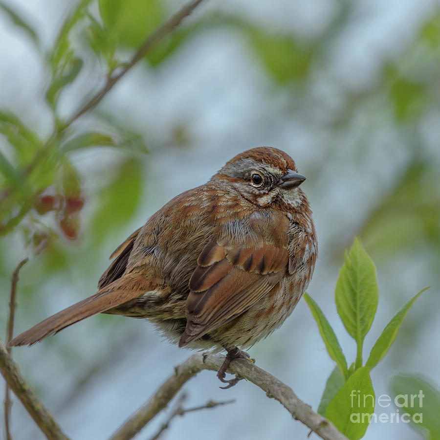 Song Sparrow Watches over the Riverbank Photograph by Nancy Gleason
