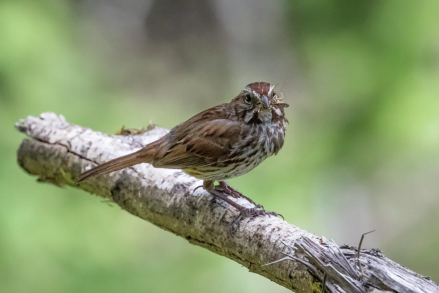 Song Sparrow with an Insect Photograph by Belinda Greb