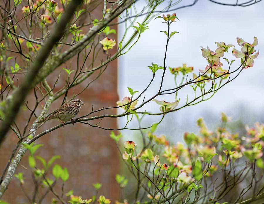 Song Sparrow with Dogwood Blossoms Photograph by Rachel Morrison