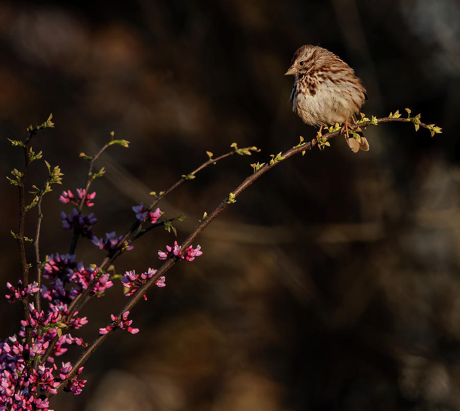 Song Sparrow with Flowers Photograph by Scott Miller