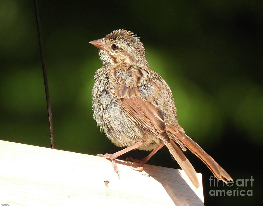 Song Sparrow21 Photograph by Lizi Beard-Ward
