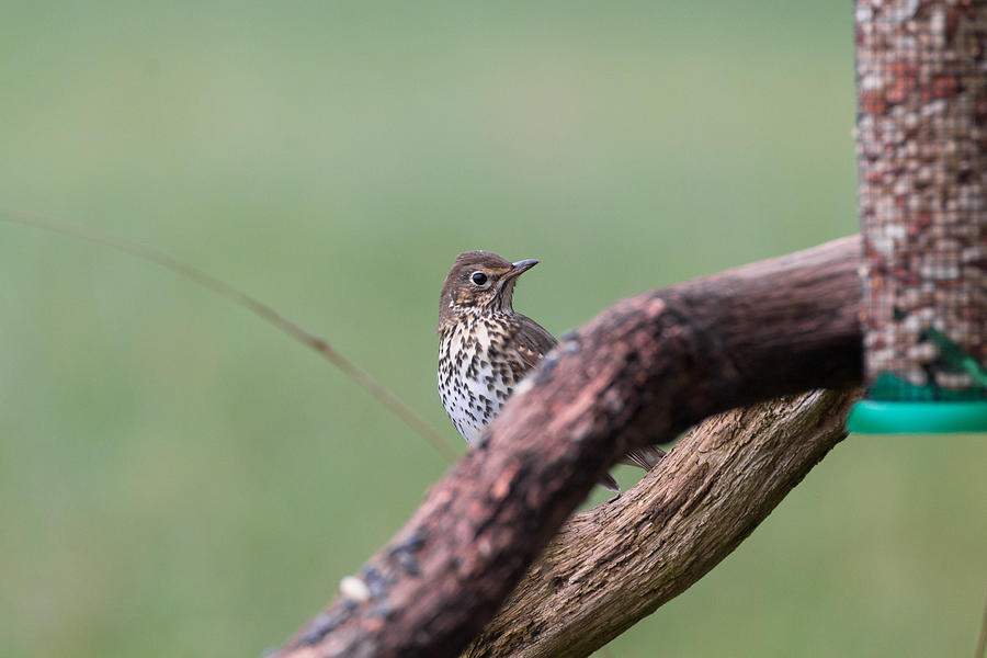 Song thrush Photograph by Lues01