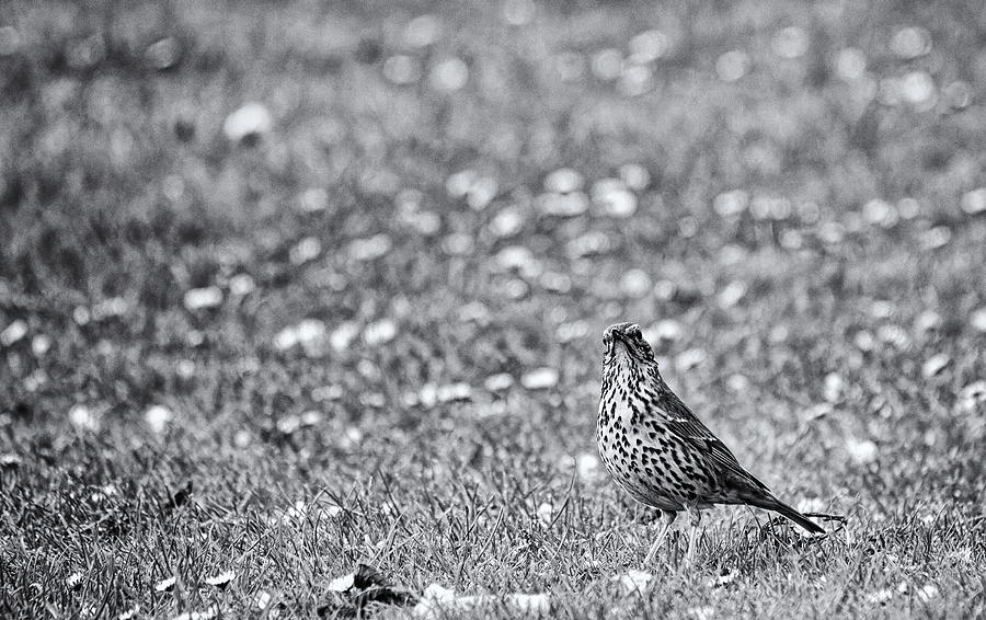Song Thrush Monochrome Photograph by Jeff Townsend