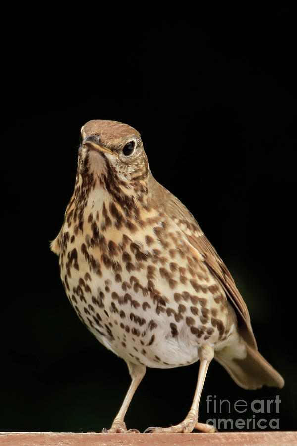 Song Thrush Portrait Photograph by Terri Waters