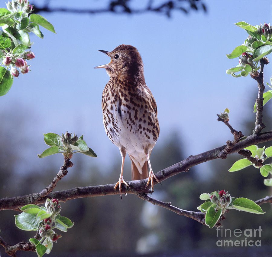 Song Thrush singing Photograph by Warren Photographic