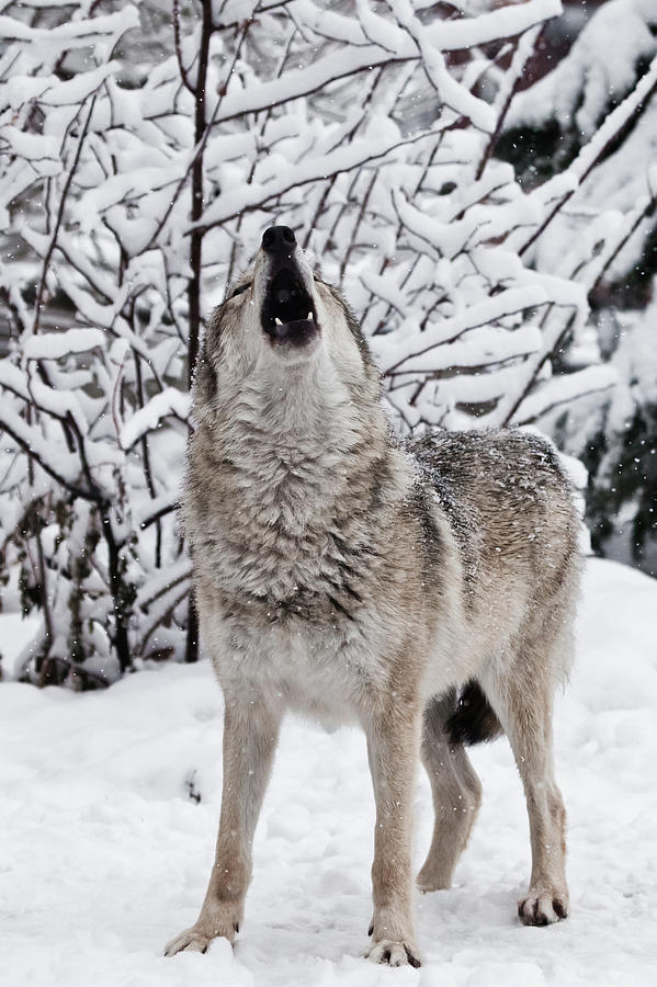 wolf sitting side view howling