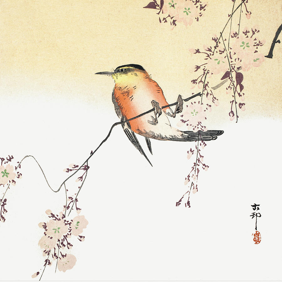 Ohara Koson Painting - Songbird and Blossoming Cherry by Ohara Koson