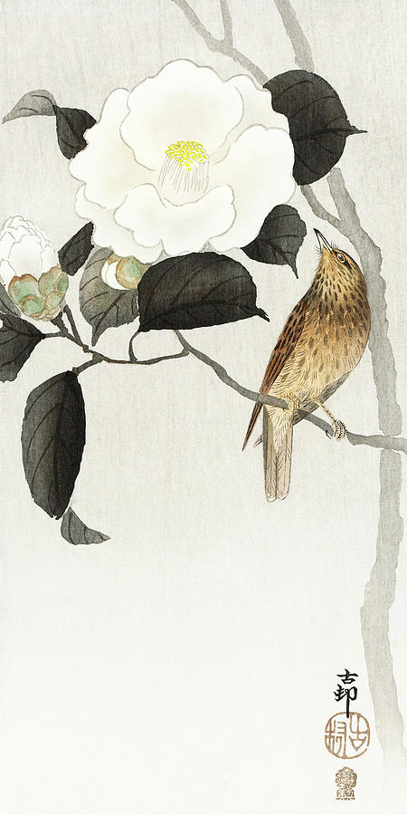 Ohara Koson Painting - Songbird and flowering camellia by Ohara Koson