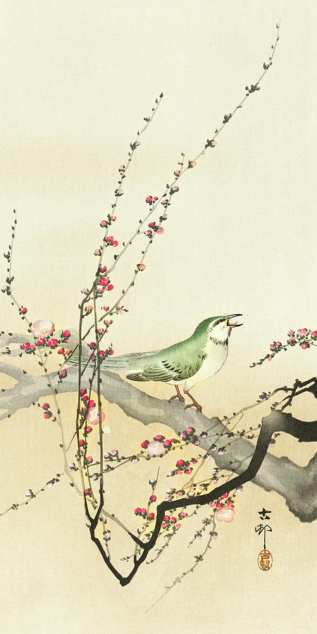 Ohara Koson Painting - Songbird and plum blossom by Ohara Koson