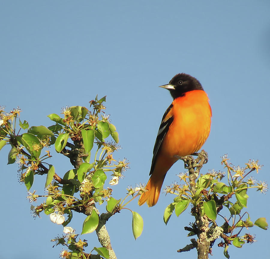 Bird Photograph - Songbird - Baltimore Oriole by Rebecca Grzenda