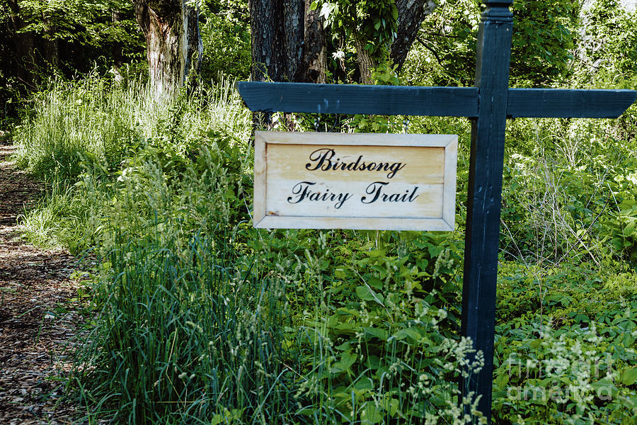 Songbird Fairy Trail 1 Photograph by William Norton