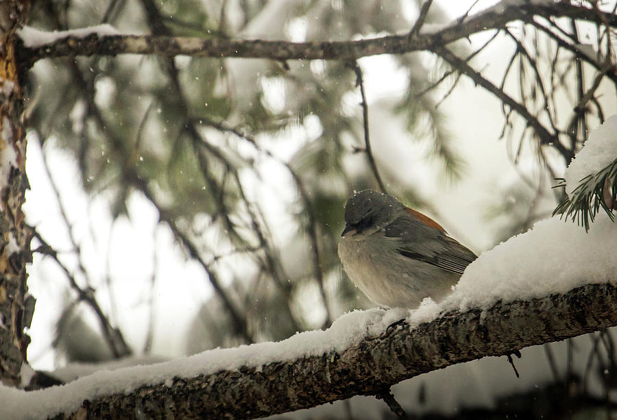 Songbird in Winter Photograph by Laura Putman