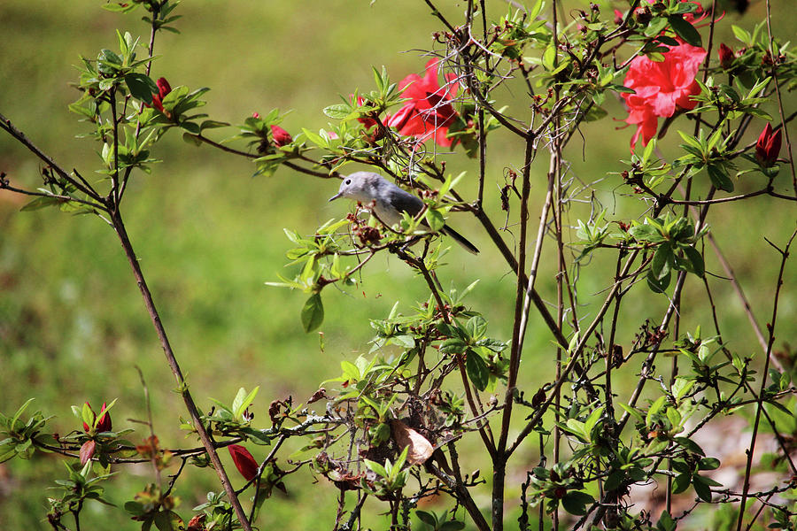 Songbird With Pink Flowers Photograph by Cynthia Guinn