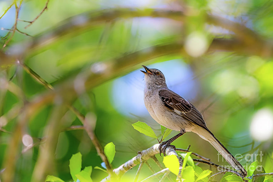 Songbirds Keep Singing Photograph By Brian Wright Fine Art America