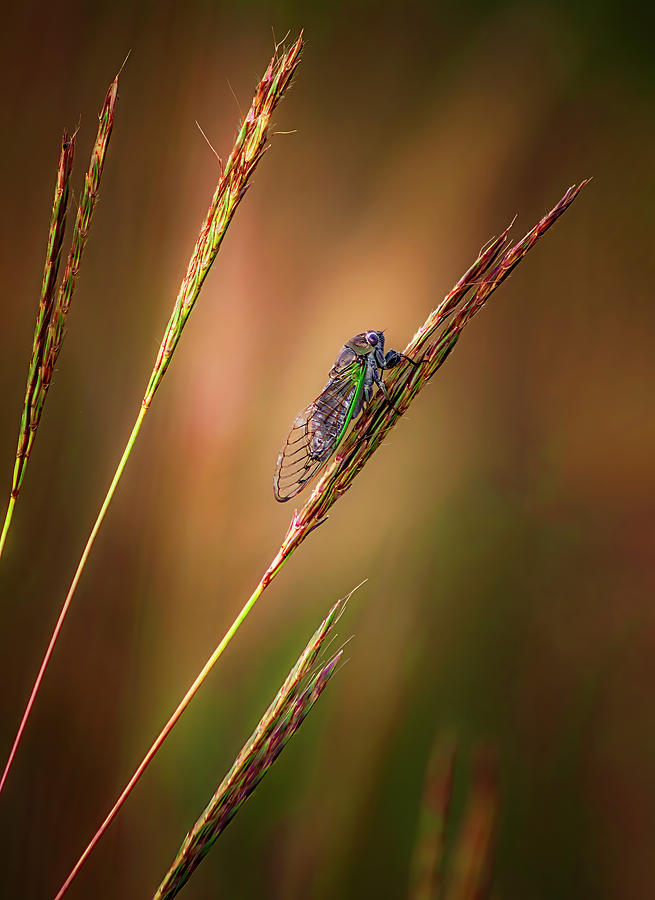 Songs Of The Cicada Photograph by Brad Mangas