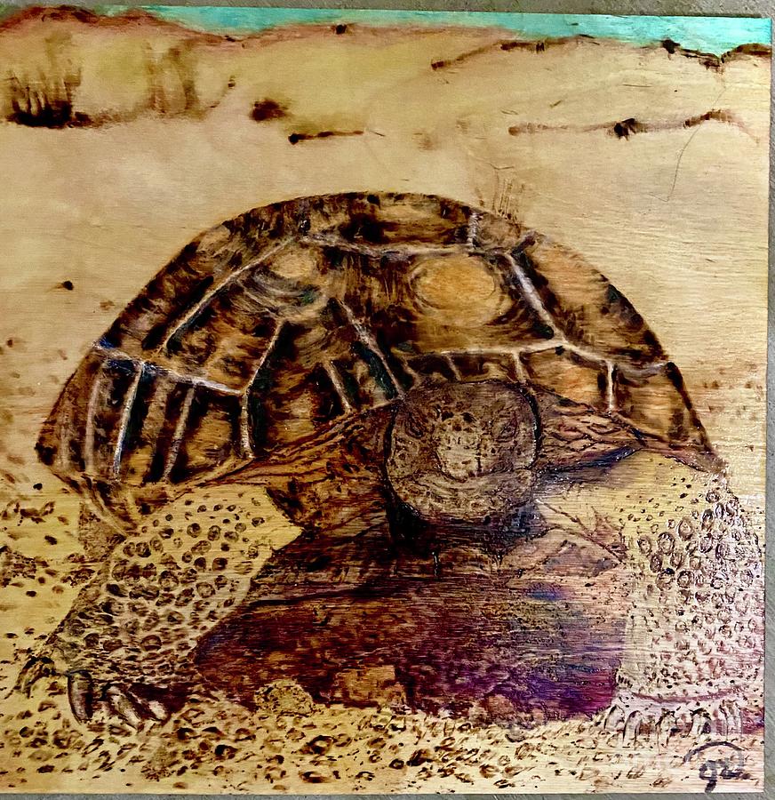 Sonny the Sonoran Desert Tortoise Pyrography by Jenniann West - Fine ...