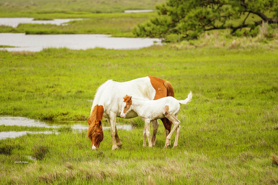 Chincoteague Ponies Photograph by Dale R Carlson