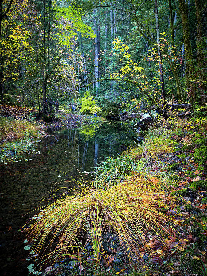 Sonoma Creek Photograph by Joe Doherty