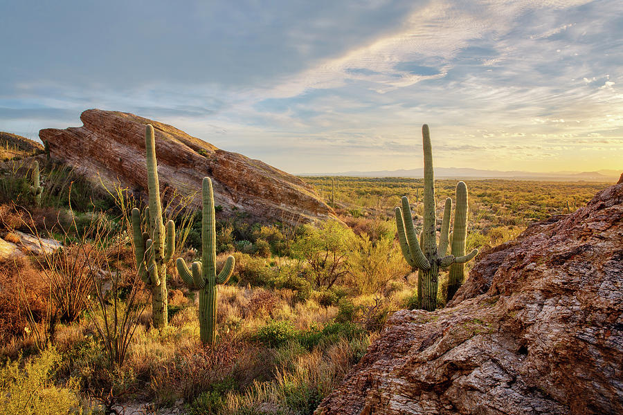 Sonora Desert Scenery Photograph by Alex Mironyuk