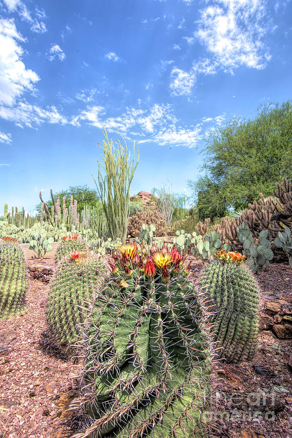 Sonoran Desert Cacti Photograph by Elisabeth Lucas - Fine Art America