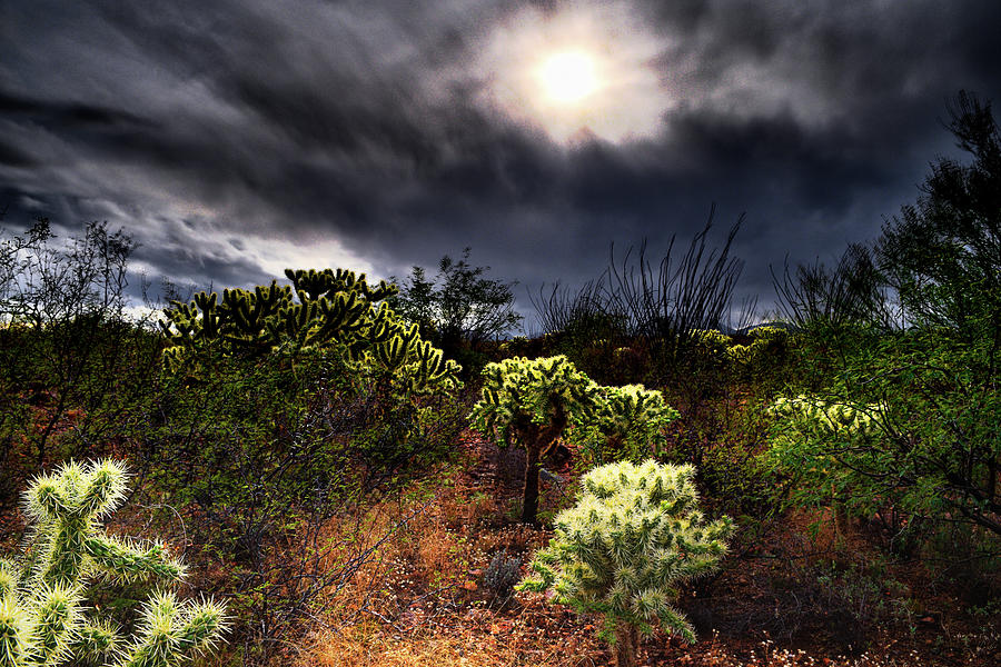 Sonoran Desert Chollas Photograph by Chance Kafka