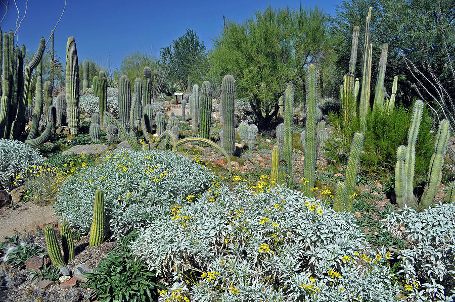 Sonoran Desert Garden Photograph by Mitch Knapton - Fine Art America