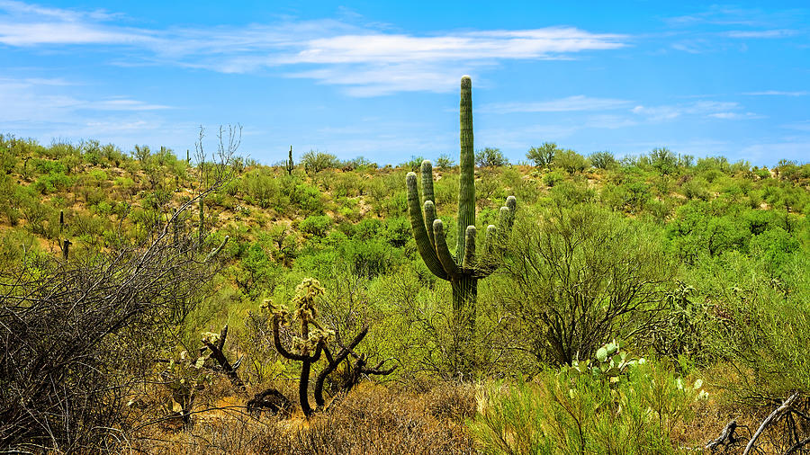 Sonoran Desert h112341 Photograph by Mark Myhaver