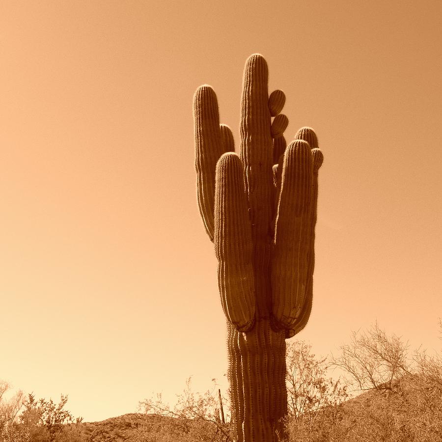 Sonoran Desert Icon Photograph by Bill Tomsa
