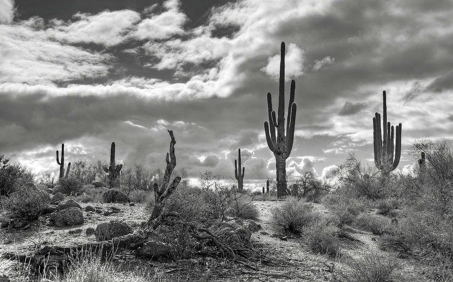 Sonoran Desert in Black and White love Painting by Graham Arthur - Fine ...