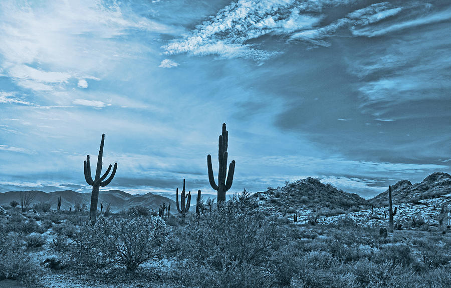 Arizona Sonoran Desert in Blue Photograph by Jennie Marie Schell