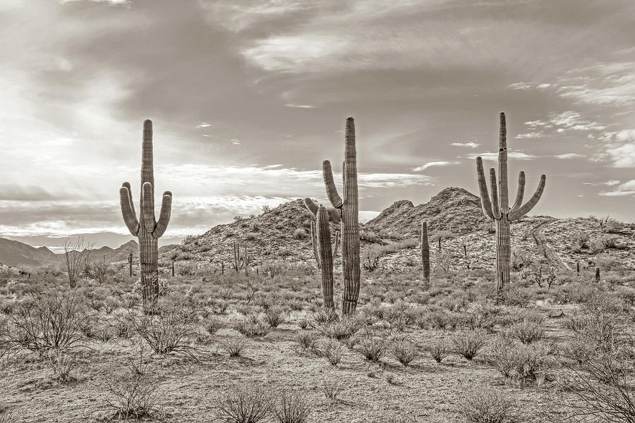 Sonoran Desert Landscape Sepia  Photograph by Jennie Marie Schell
