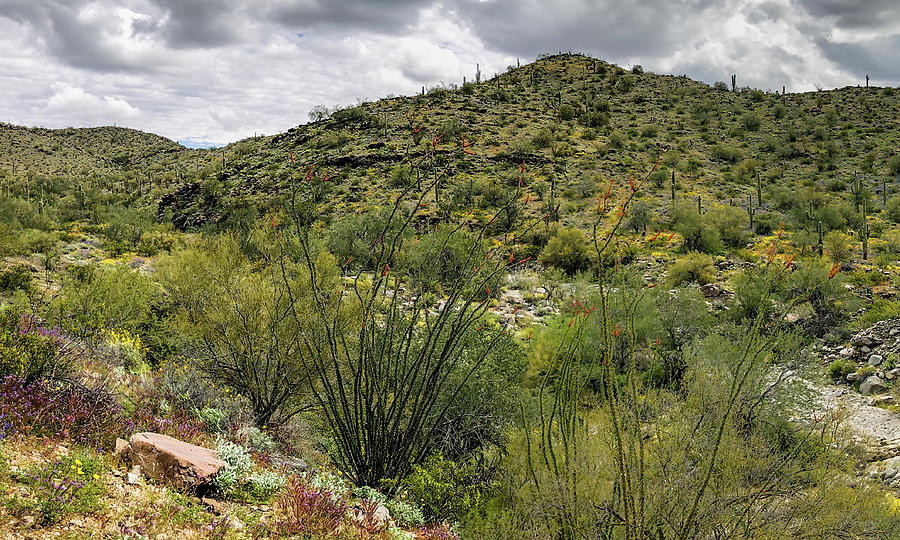 Nature Photograph - Sonoran Desert Landscape by Teresa Wilson