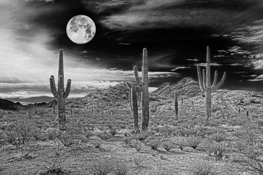 Sonoran Desert Moon at Night Landscape Black and White  Photograph by Jennie Marie Schell