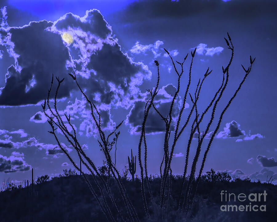Sonoran Desert Moonscape, Arizona Photograph by Don Schimmel