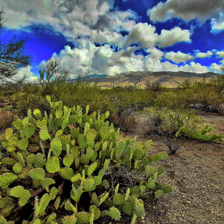 Sonoran Desert Prickly Pear Photograph by Chance Kafka