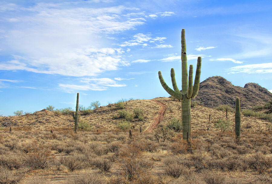 Nature Photograph - Sonoran Desert Saguaro Cactus Landscape by Jennie Marie Schell
