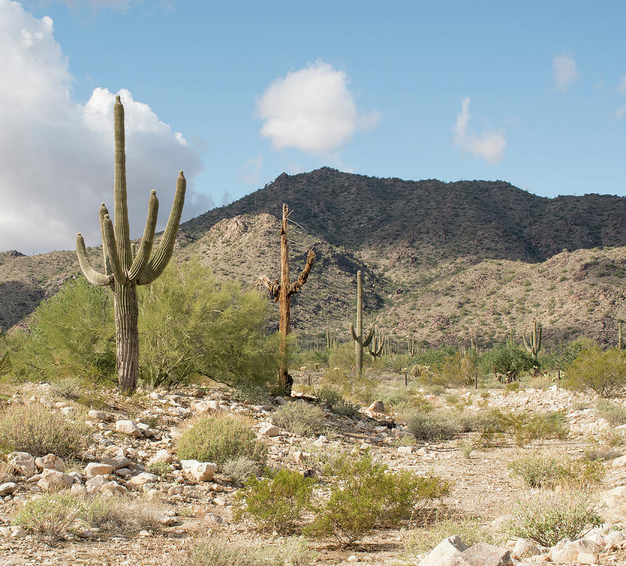 Nature Photograph - Sonoran Desert Saguaros by Laurel Powell