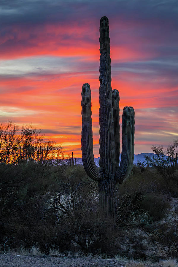 Scenic Photograph - Sonoran Desert Sunrise by Rosemary Woods Images