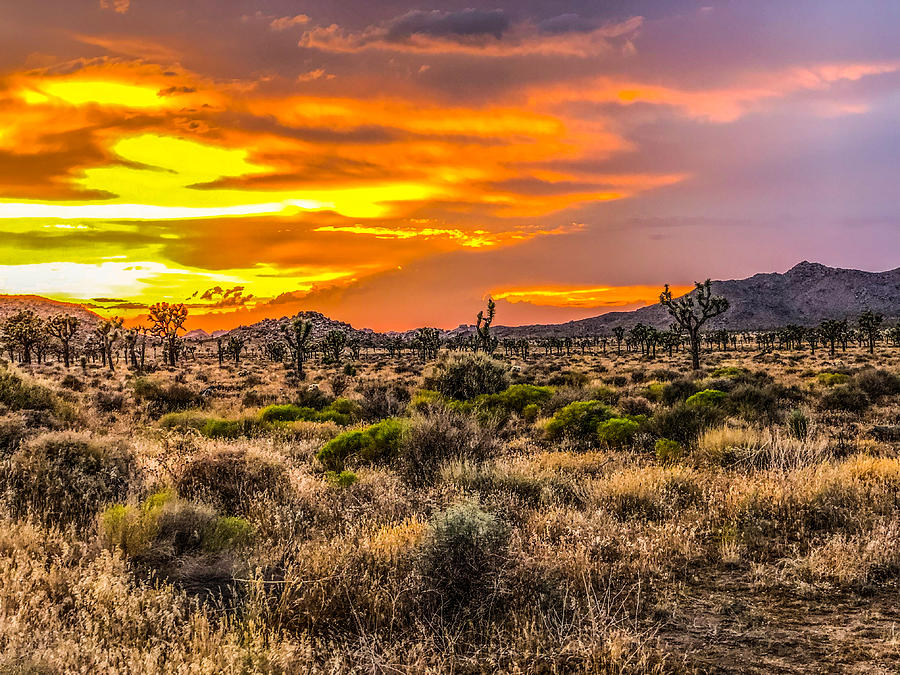 Sonoran Desert sunset Photograph by Curtis Boggs - Fine Art America