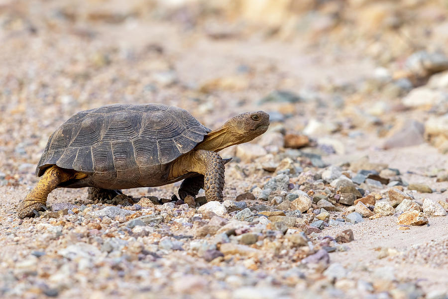 Sonoran Desert Tortoise - 2023020108 Photograph by Mike Timmons - Fine ...