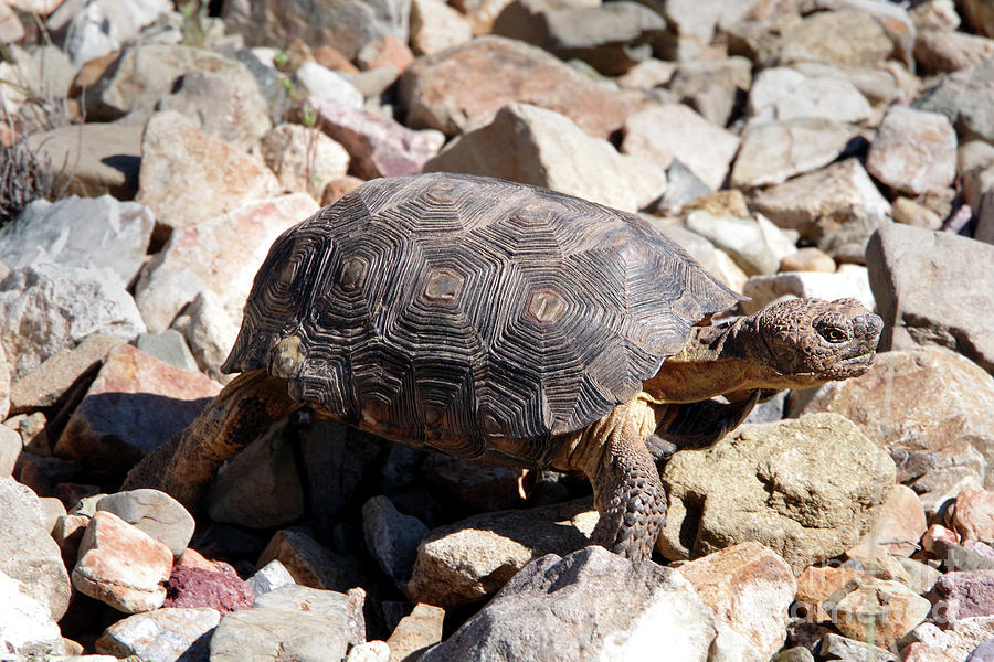 sonoran-desert-tortoise-photograph-by-douglas-taylor-pixels