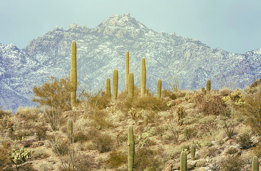 Sonoran Desert With Mountain Photograph by Jonathan Nguyen
