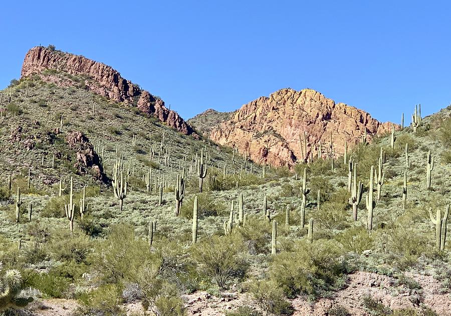 Sonoran Landscape Photograph