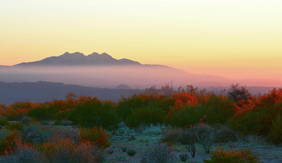 Sonoran Desert Fog Photograph by Barbara Sophia Photography