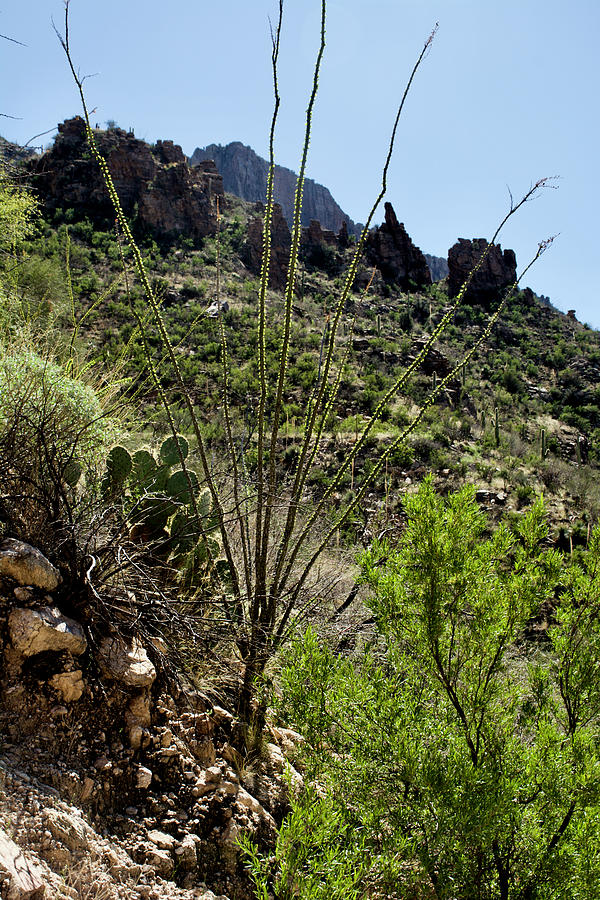 Sonoran Mountain Desert Landscape in Sabino Canyon in Coronado National Forest in Tucson, Arizona Photograph by Ruth Hager