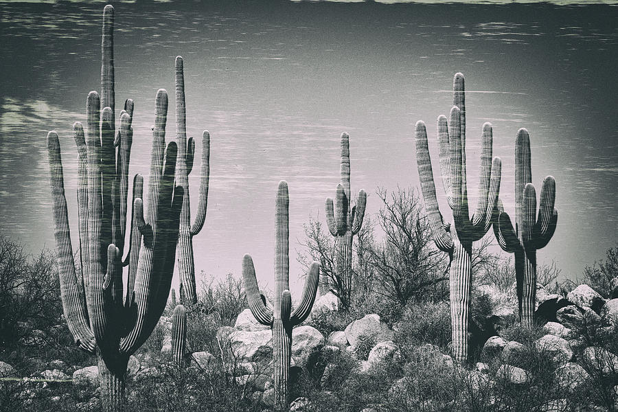 Sonoran Sentinels In Black And White  Photograph by Saija Lehtonen